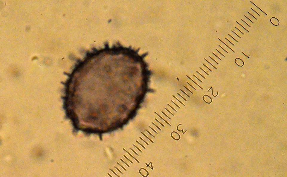 Aleurodiscus grantii image
