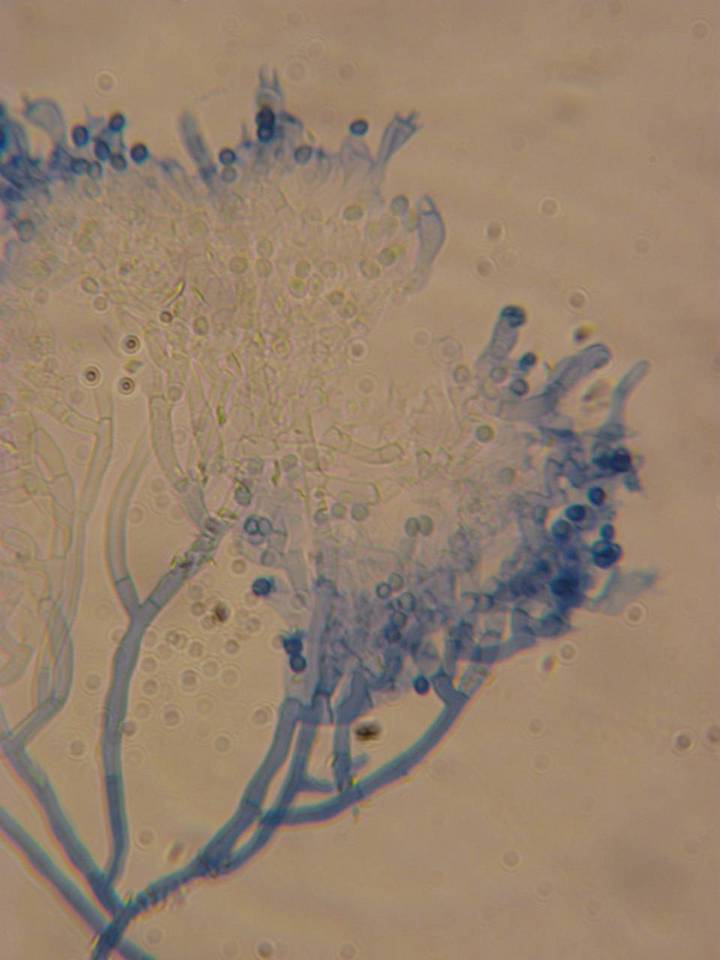 Athelia decipiens image