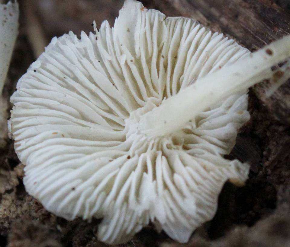 Hemimycena cucullata image