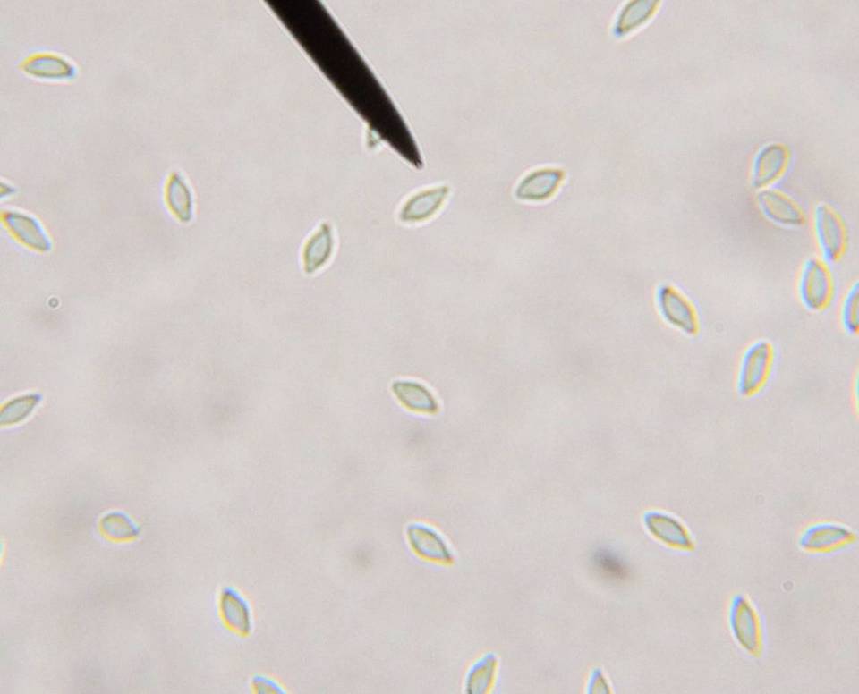 Hemimycena cucullata image