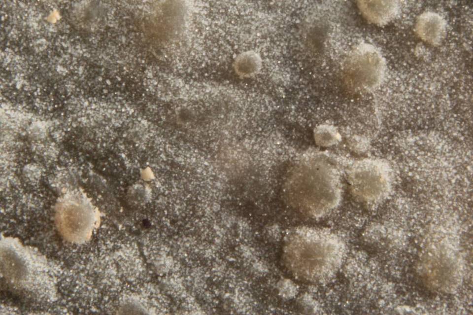 Xenasma praeteritum image