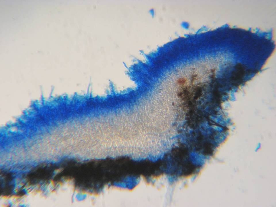 Xenasma praeteritum image
