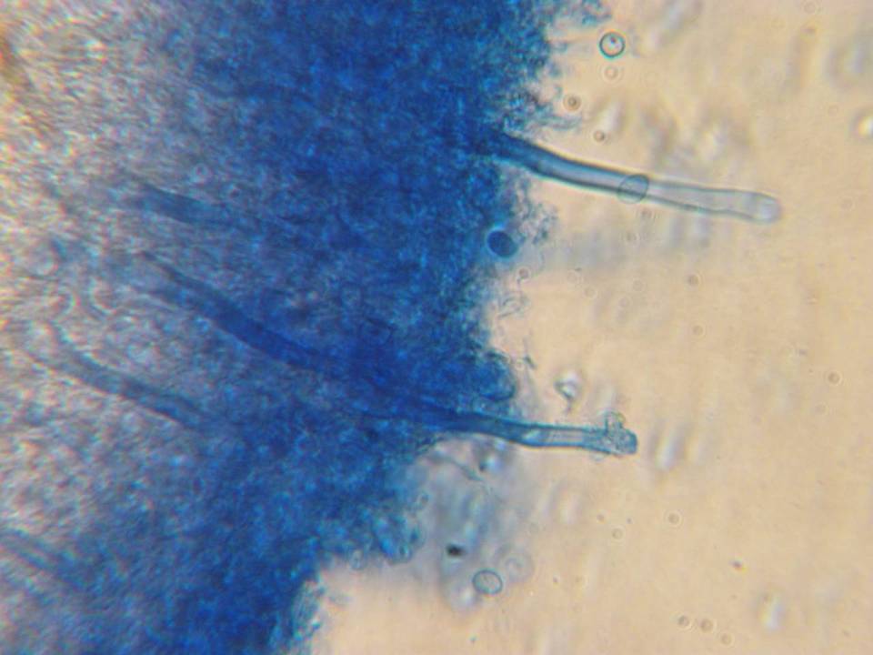 Xenasma praeteritum image