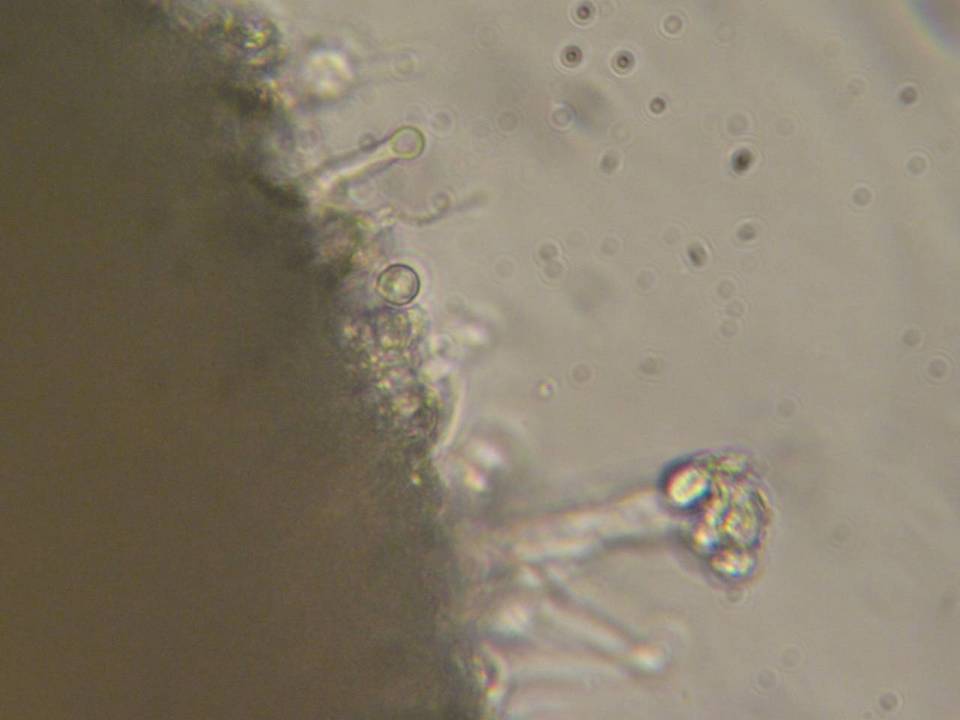 Xenasma praeteritum image