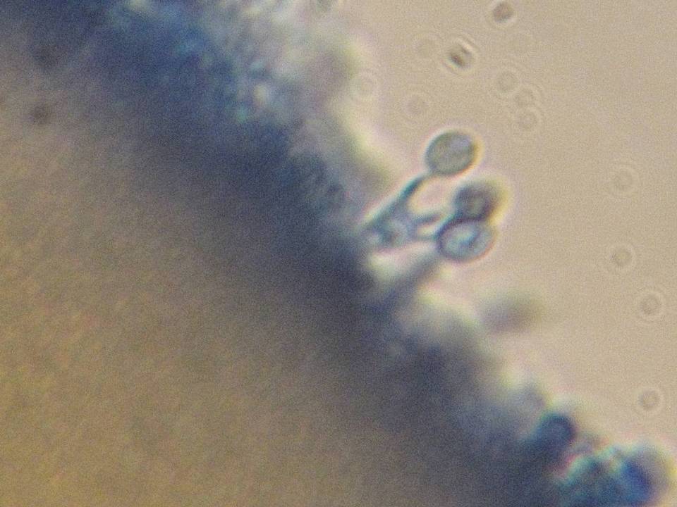 Xenasma praeteritum image