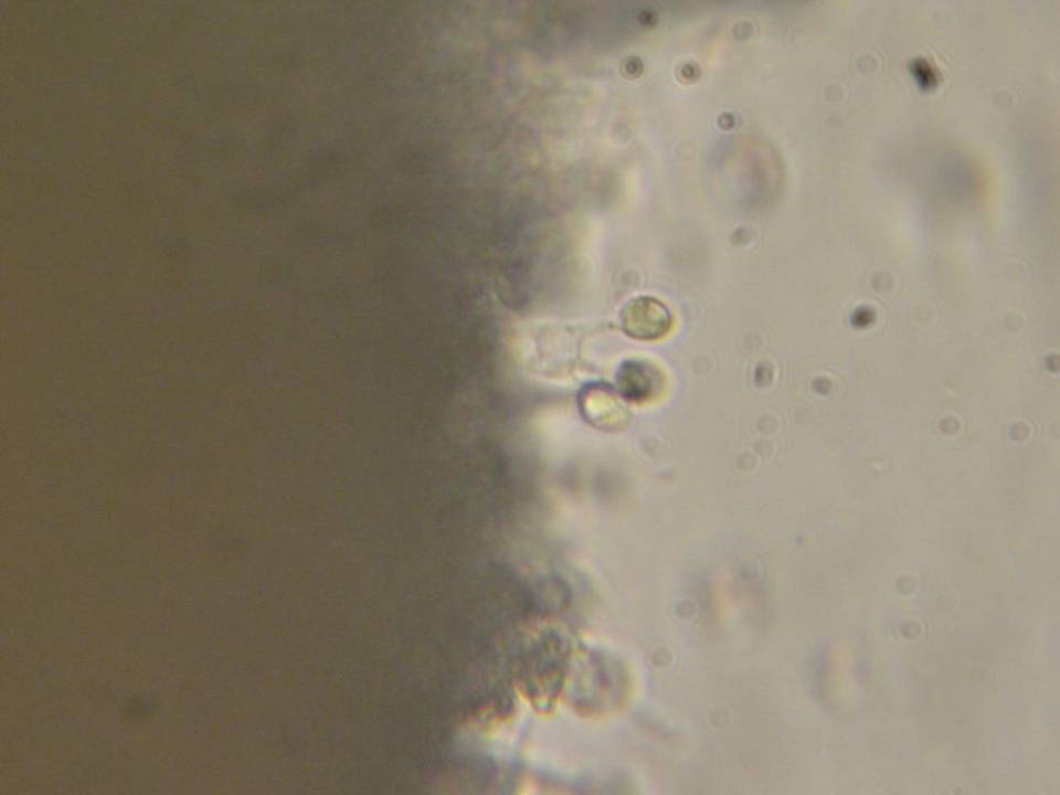 Xenasma praeteritum image