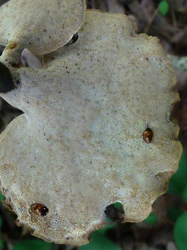 Cerioporus varius image