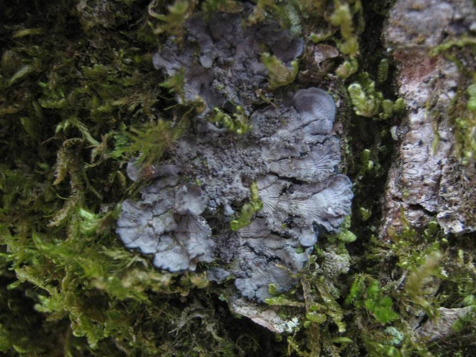 Degelia atlantica image