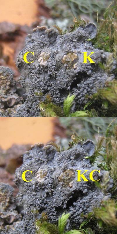 Degelia atlantica image
