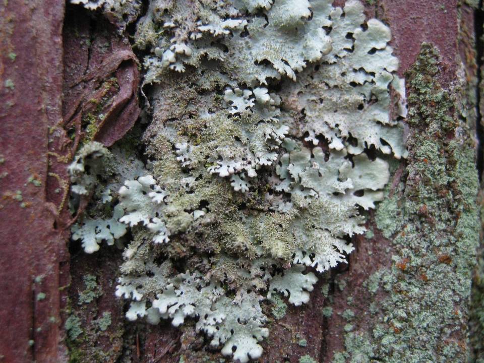 Parmelinopsis minarum image