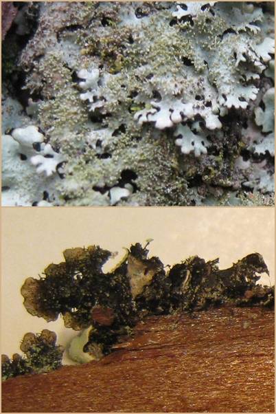 Parmelinopsis minarum image