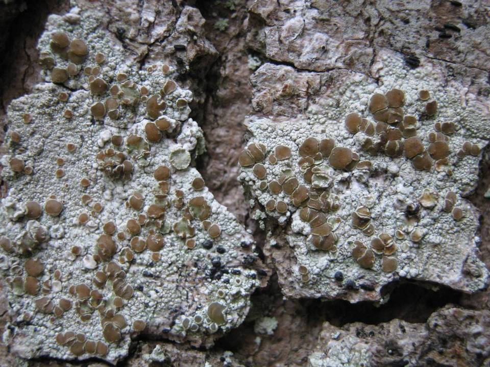 Lecanora rubicunda image