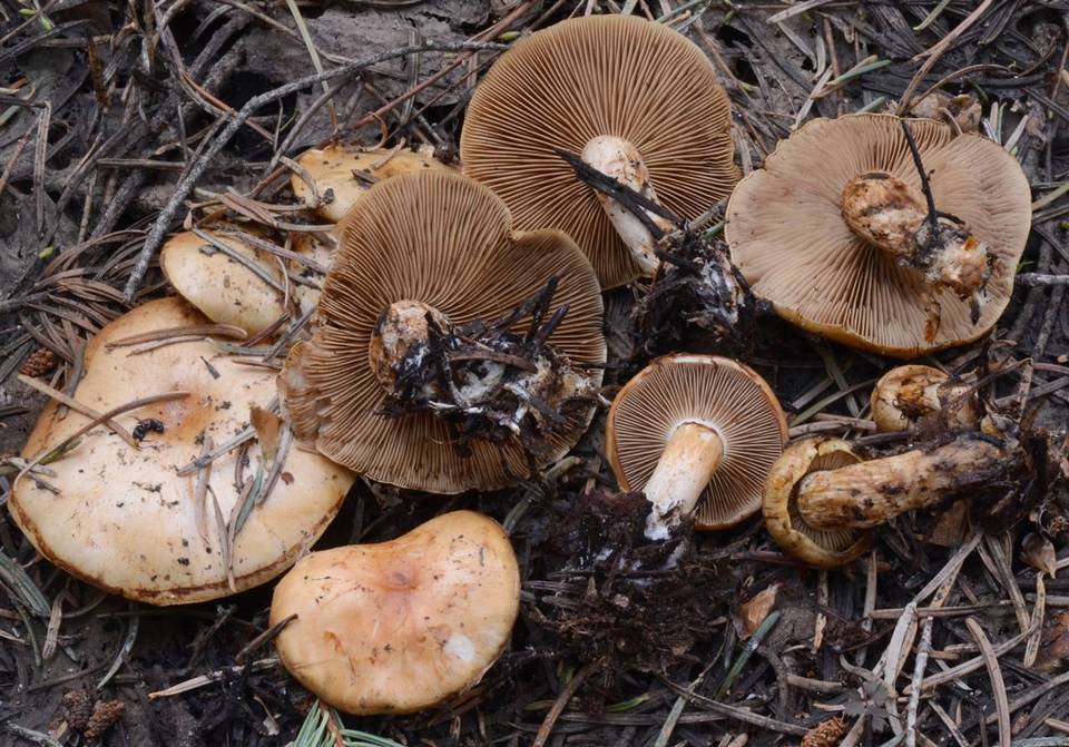 Pholiota olivaceophylla image