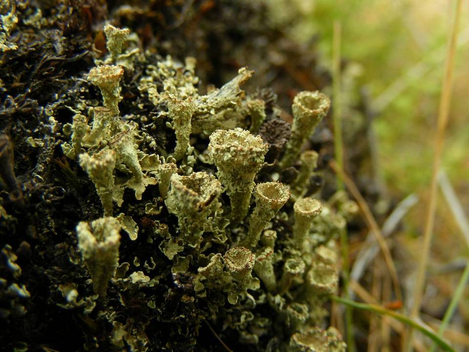Cladonia metacorallifera image