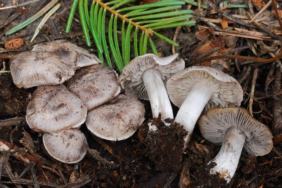 Tricholoma moseri image