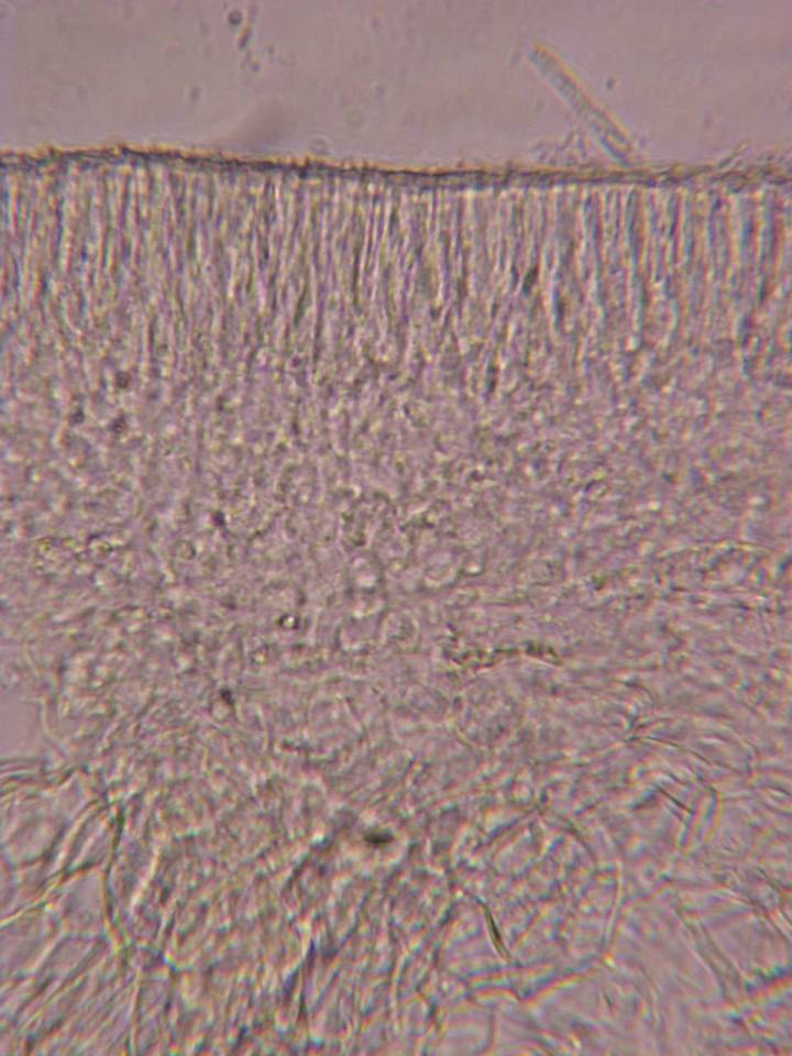Hyalorbilia inflatula image