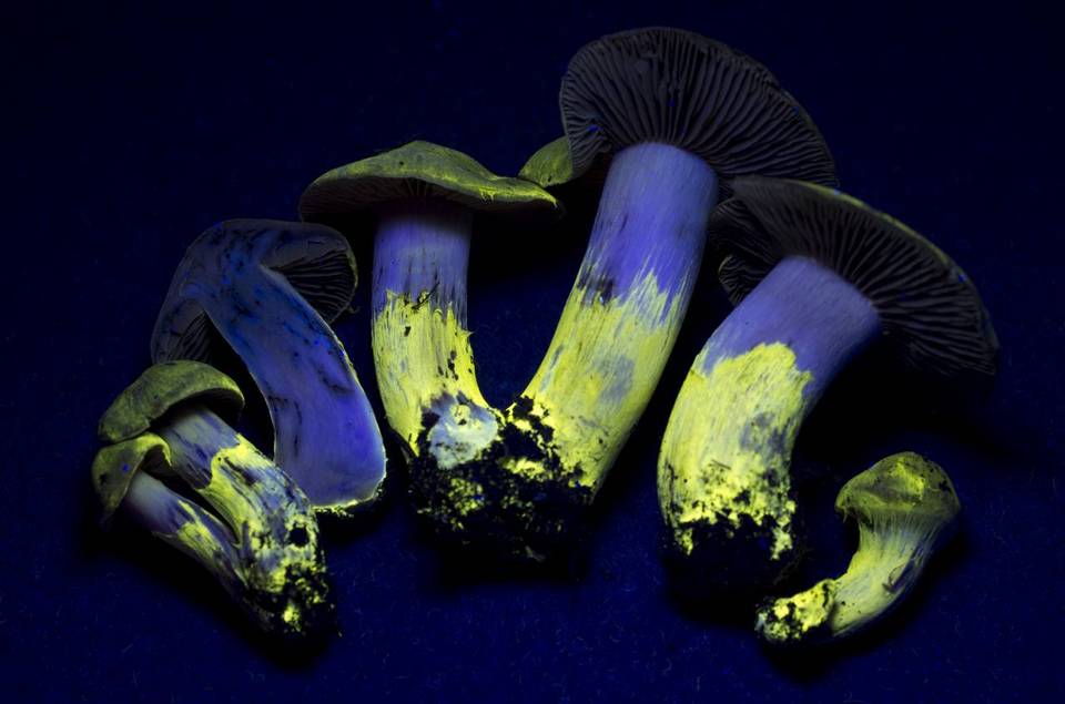 Cortinarius ahsii image