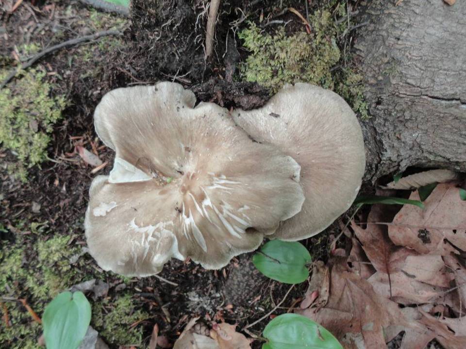 Megacollybia rodmani image