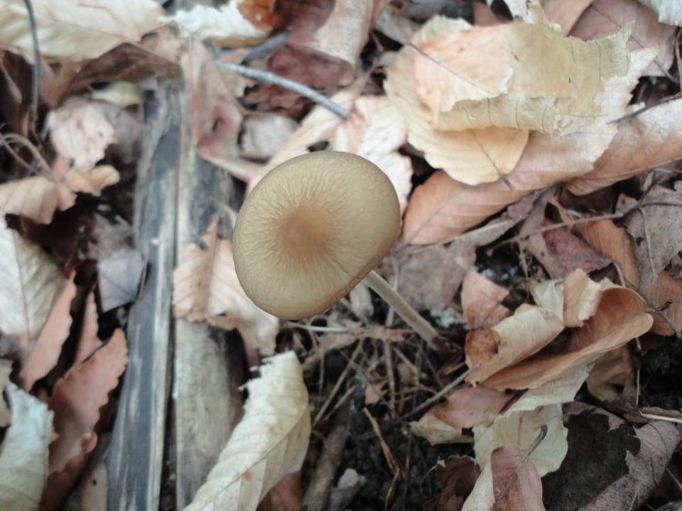 Hymenopellis furfuracea image