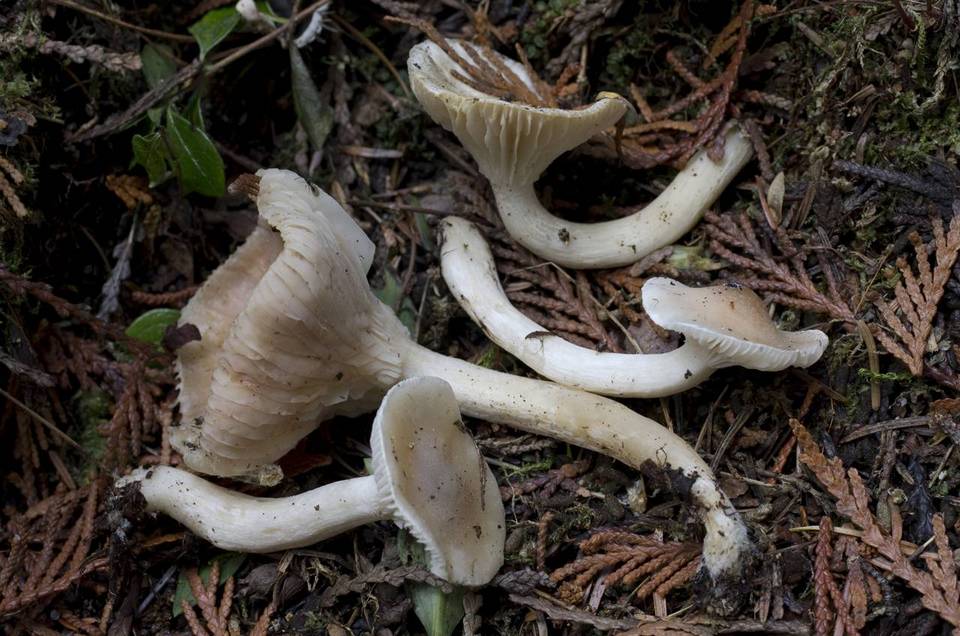 Hygrophorus vernalis image
