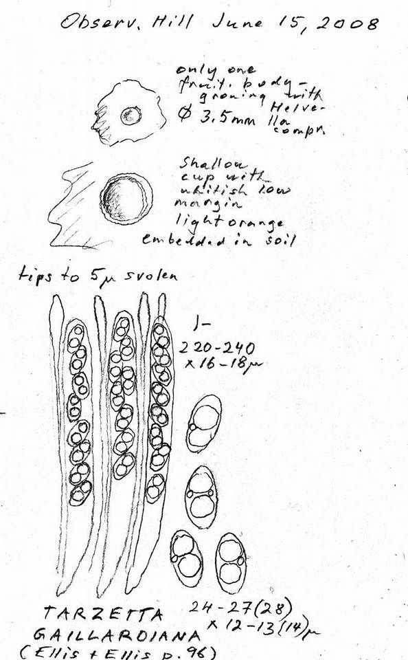 Tarzetta gaillardiana image