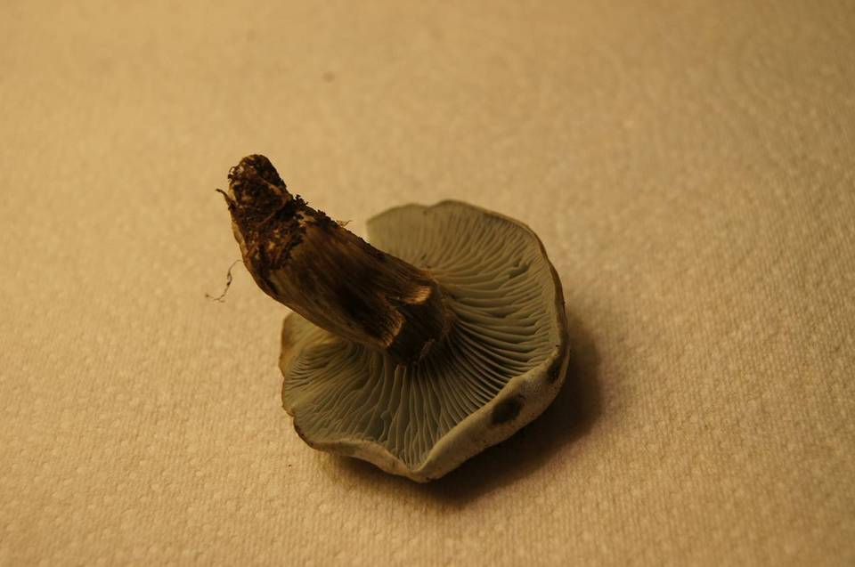 Hygrophorus caeruleus image