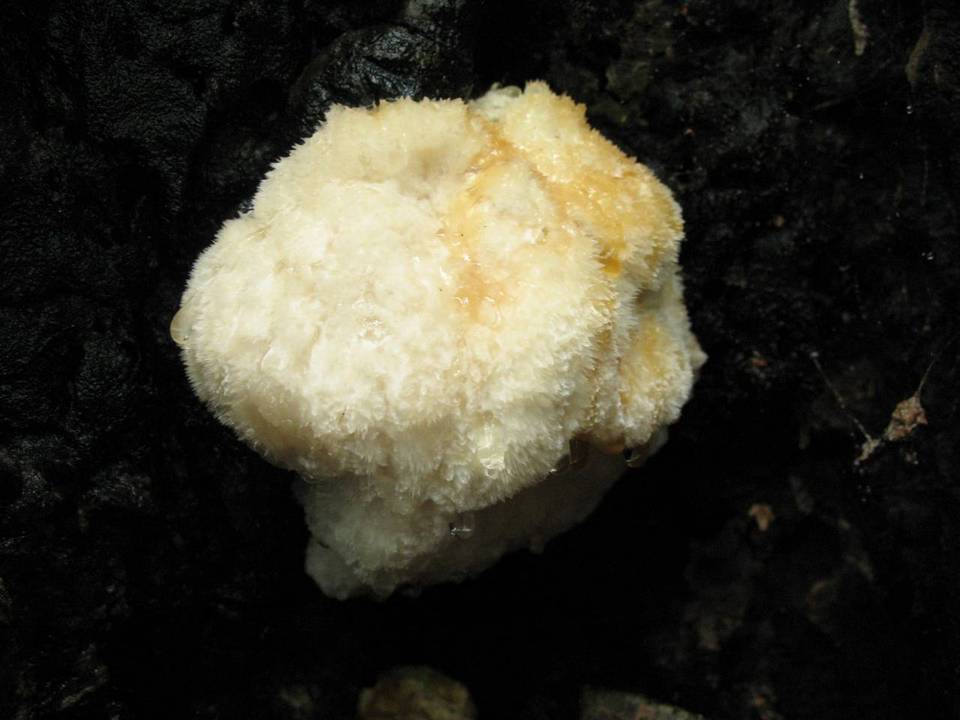 Postia ptychogaster image