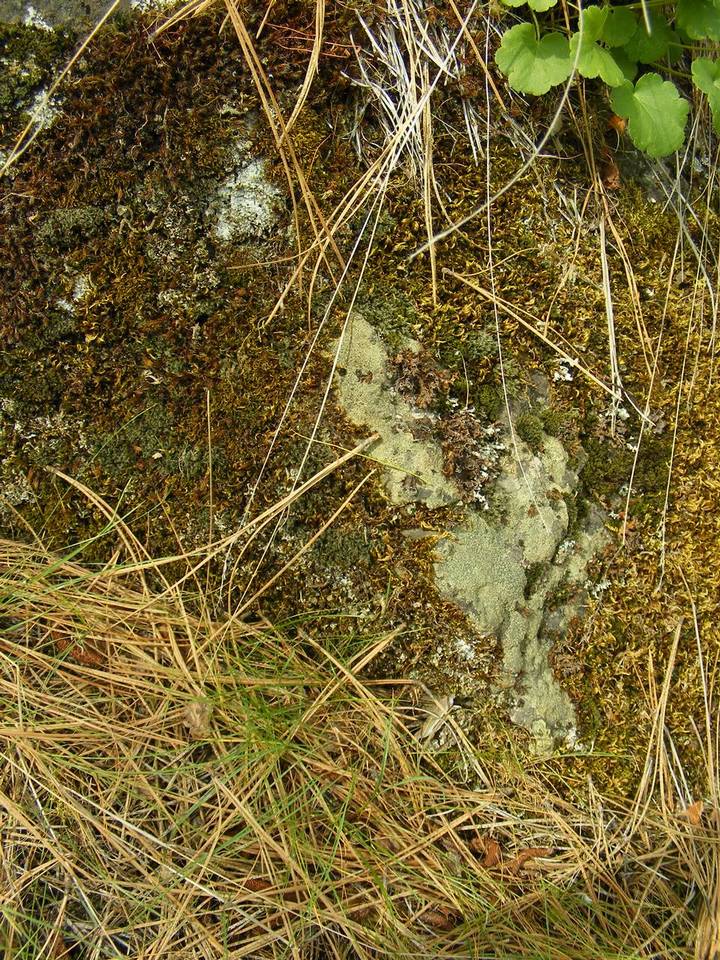 Tuckermanopsis chlorophylla image