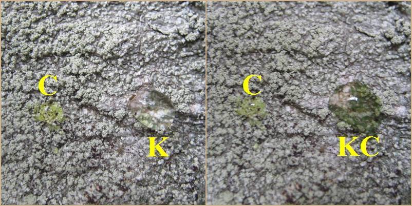 Pertusaria albescens var. albescens image