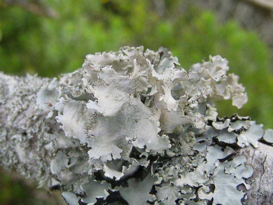 Parmotrema hypoleucinum image