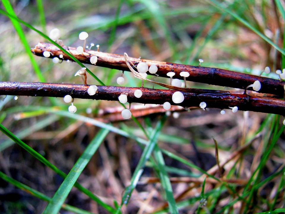 Hymenoscyphus albidus image