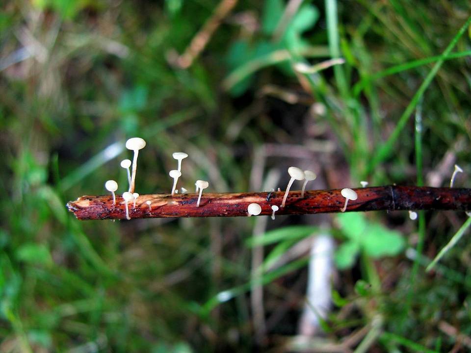 Hymenoscyphus albidus image