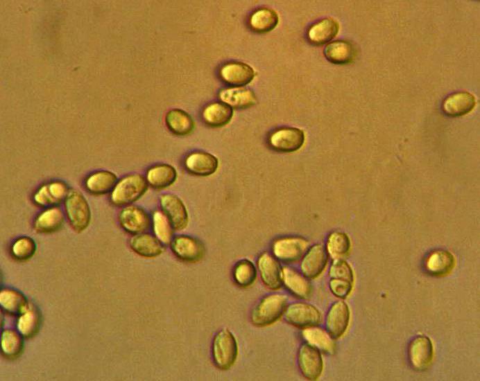Mycena nivicola image