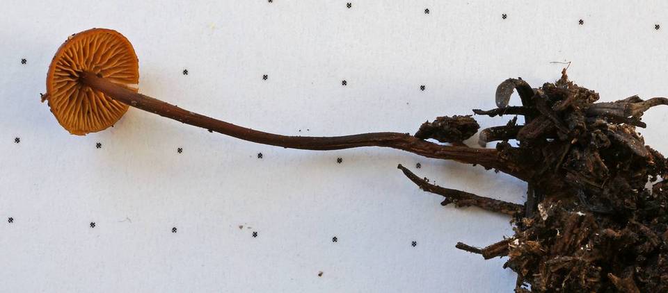 Xeromphalina fulvipes image