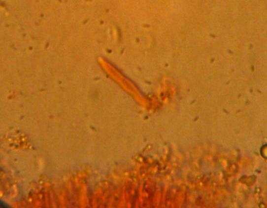 Xeromphalina fulvipes image