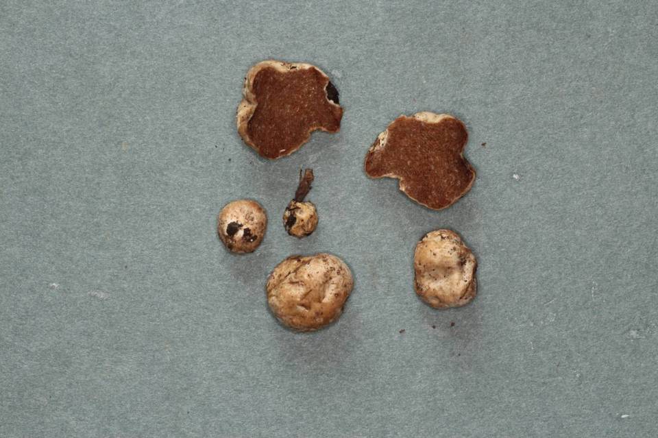 Hymenogaster subalpinus image