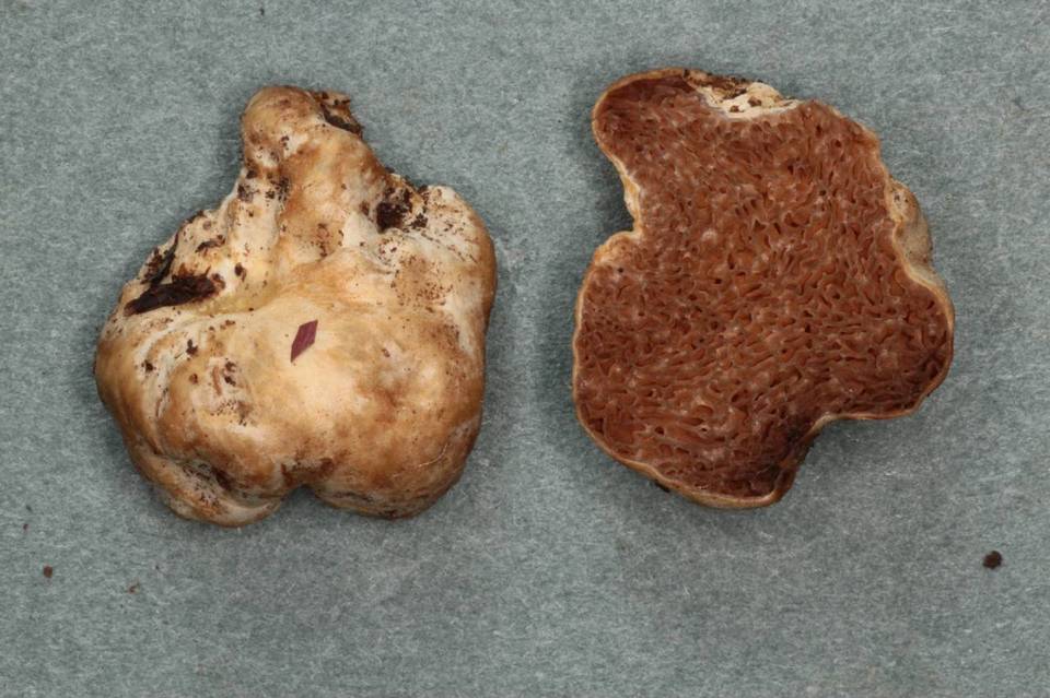 Hymenogaster subalpinus image
