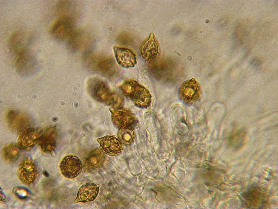 Hymenogaster subalpinus image