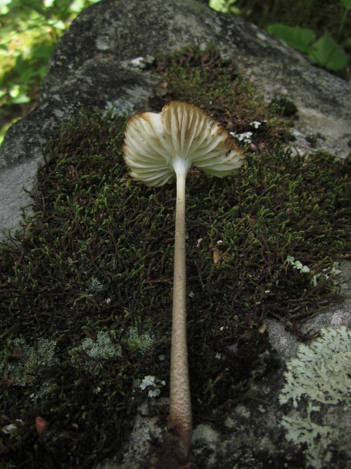 Hymenopellis furfuracea image