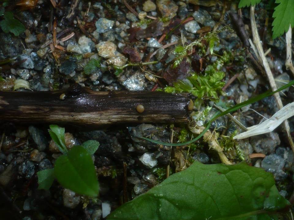 Vibrissea leptospora image