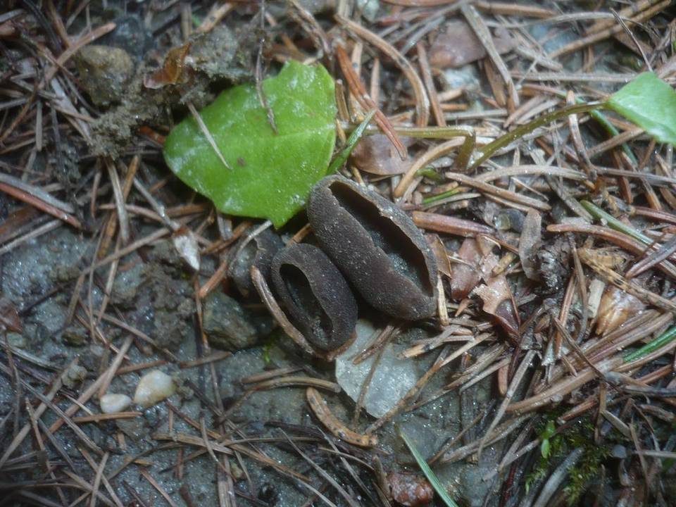 Helvella confusa image