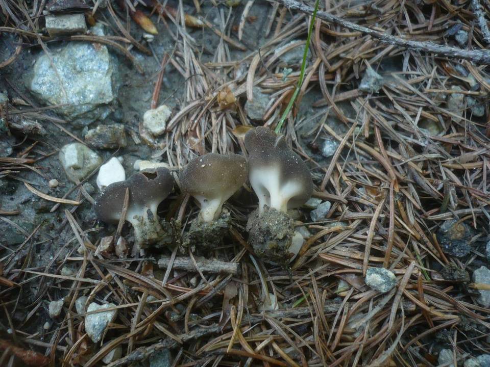 Helvella confusa image