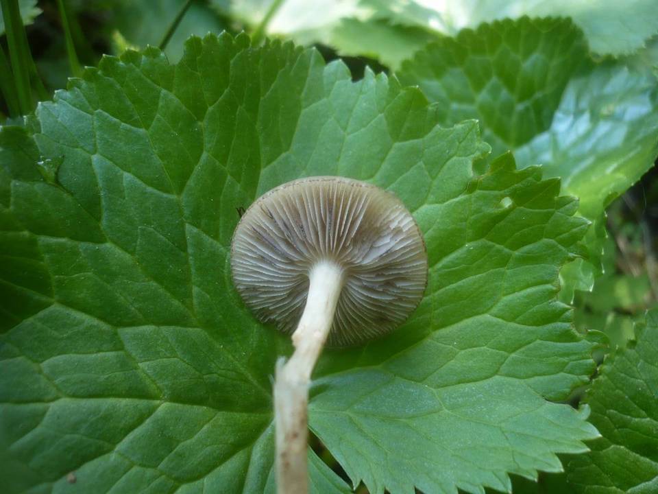 Agrocybe elatella image