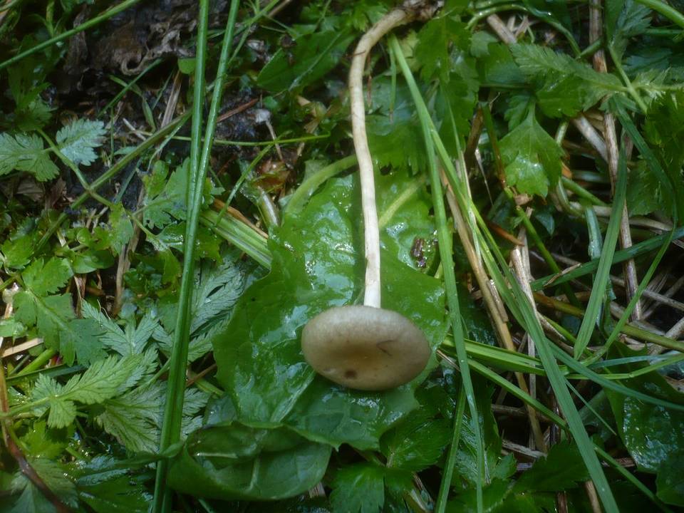 Agrocybe elatella image