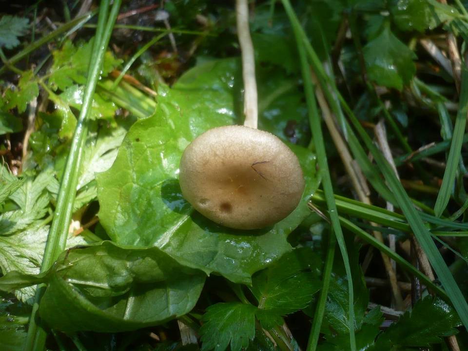 Agrocybe elatella image