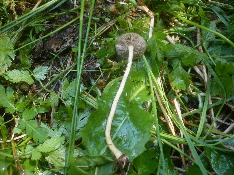 Agrocybe elatella image