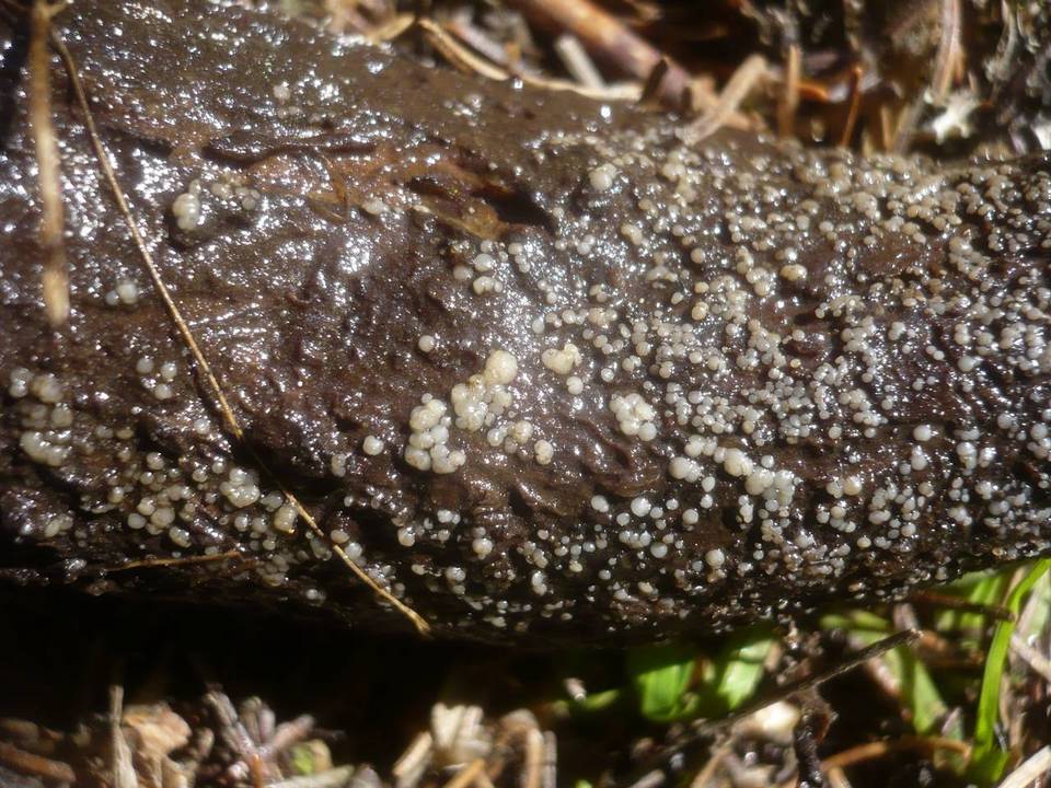 Mollisia benesuada image