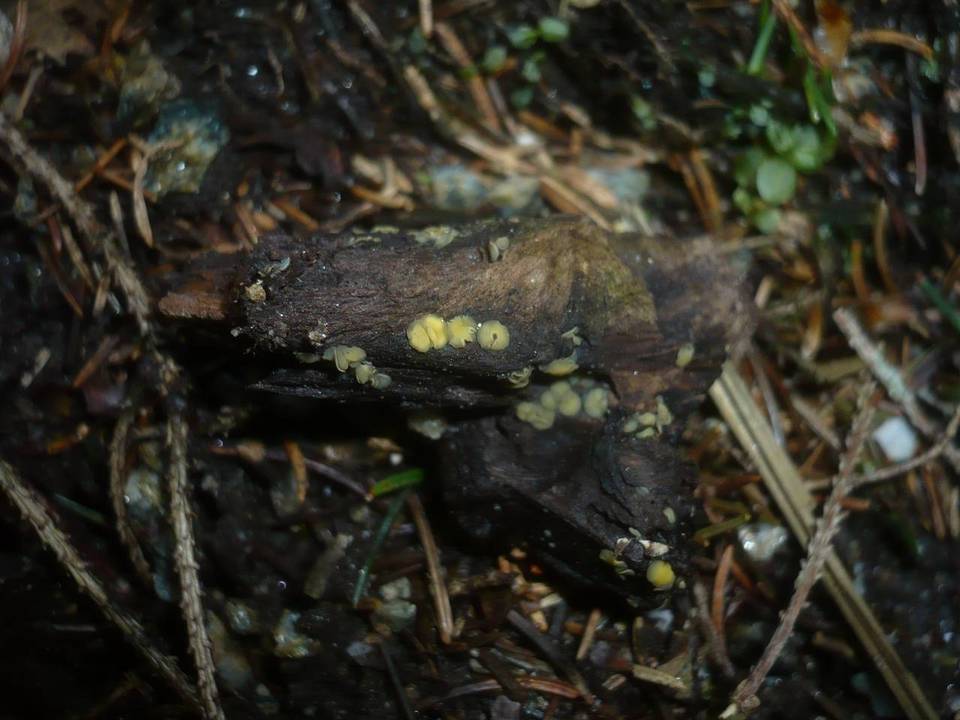 Mollisia ventosa image