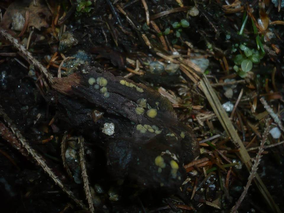 Mollisia ventosa image