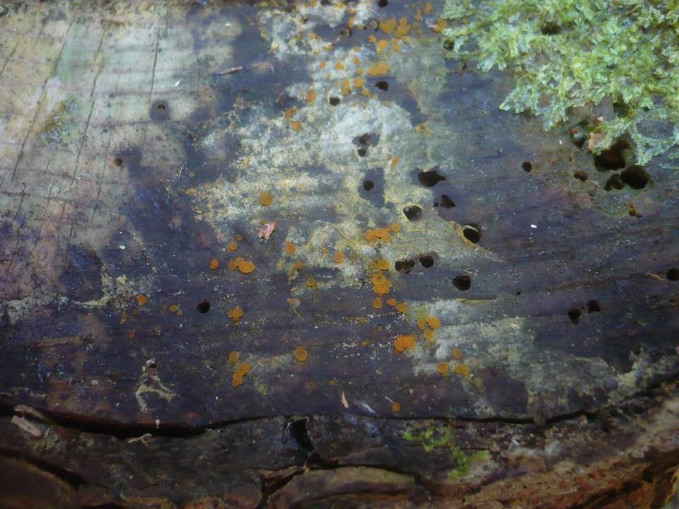 Orbilia eucalypti image